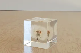 Sola Cube - Large Dandelion.